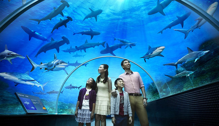 sea-aquarium-shark-seas-singapore